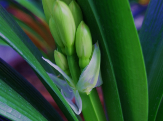 水仙花蕾