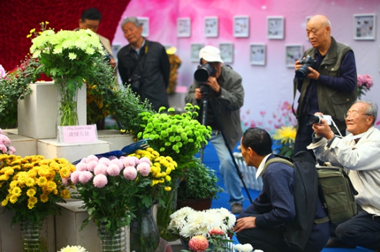 西安植物园菊花科普展