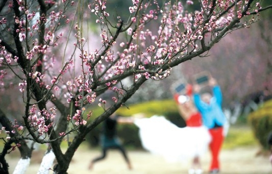 合肥植物园内的梅花