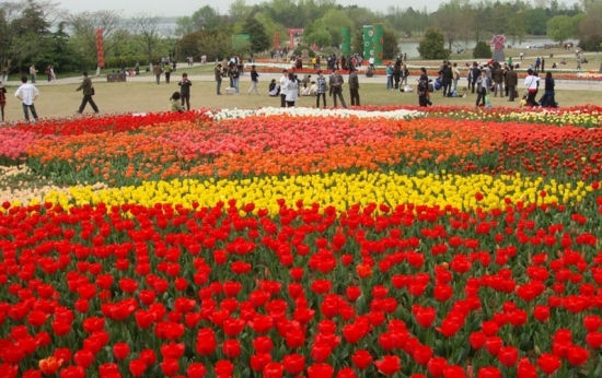 郁金香花景