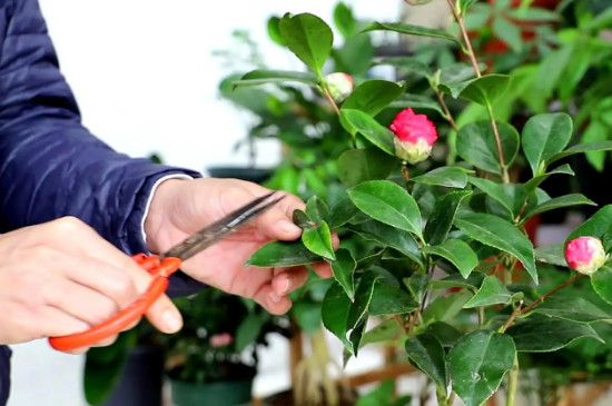 茶花养殖方法与技巧