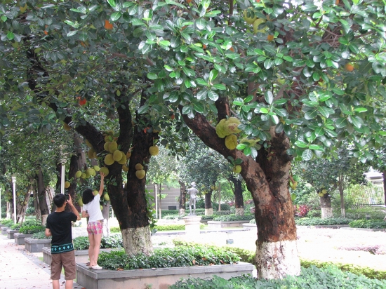 木菠萝（又名：菠萝蜜）