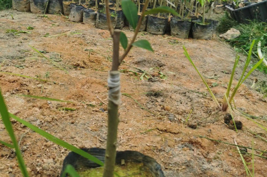 奇楠沉香树种植条件