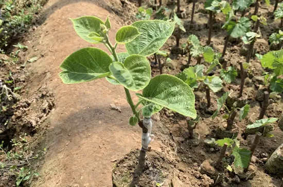 植物怎么过冬