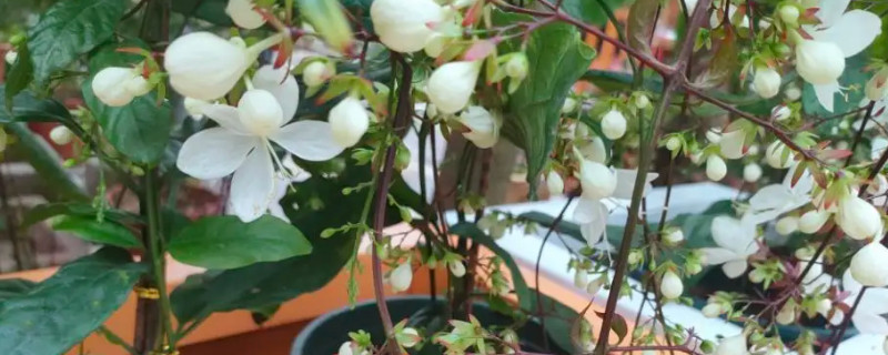 垂丝茉莉掉花苞怎么回事