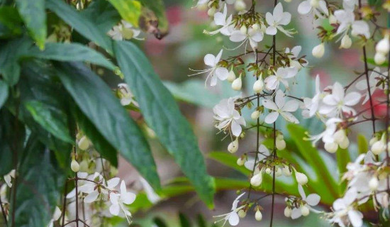 垂丝茉莉掉花苞怎么回事