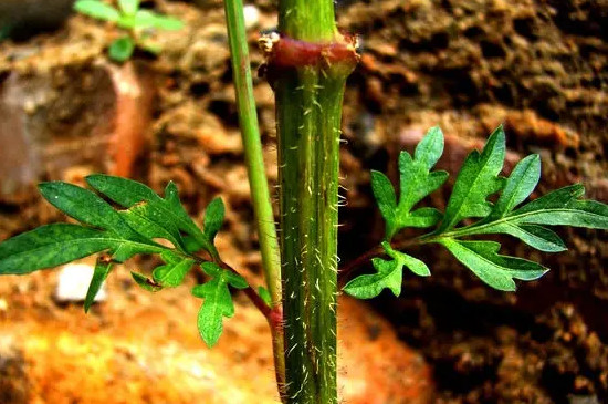 开花植物的身体分为哪六个部分