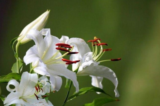 百合花冻了还能有补救办法