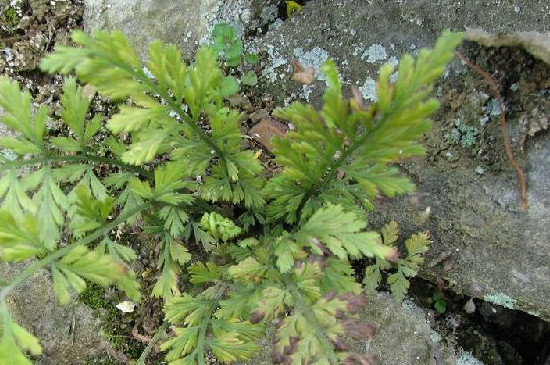 蕨类植物有根吗