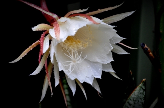 雨后昙花图片