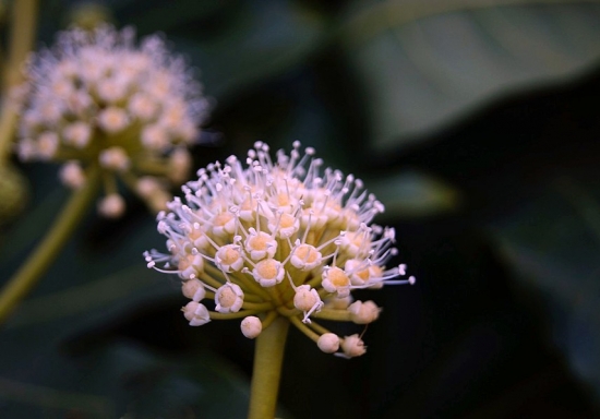 八角金盘的花朵