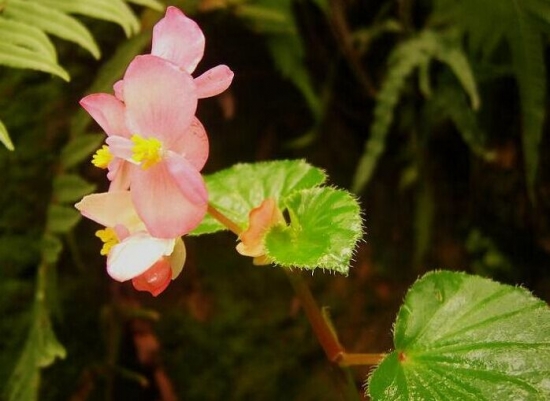 粉色的秋海棠花