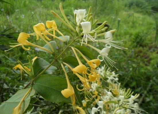 绽放的金银花