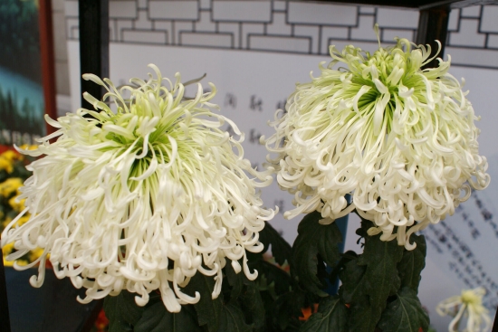 两朵九月菊