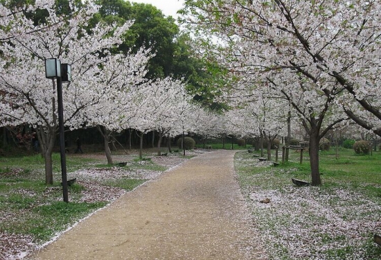 樱花林