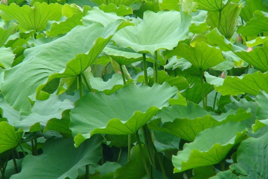 池塘里的荷叶