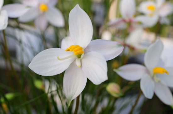 月光花的花语