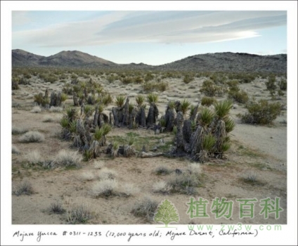 Mojave Yucca