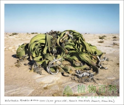 Welwitschia Mirabilis植物