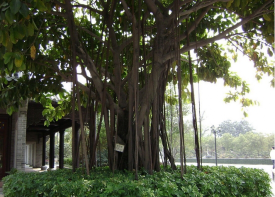 榕树植株