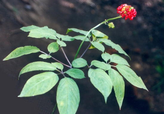 山参植株