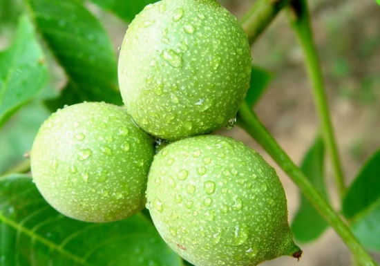 雨后核桃