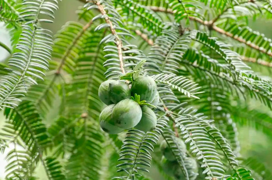 常见的10种裸子植物