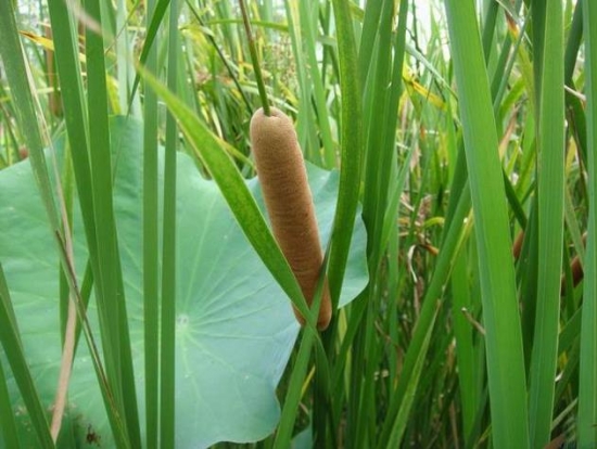 水菖蒲花苞