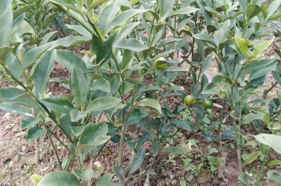 金桔一年开几次花结几次果