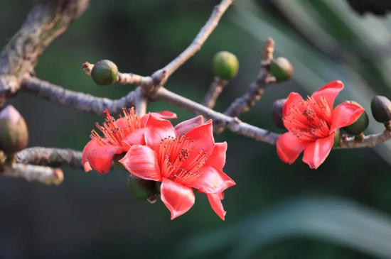 木棉花语