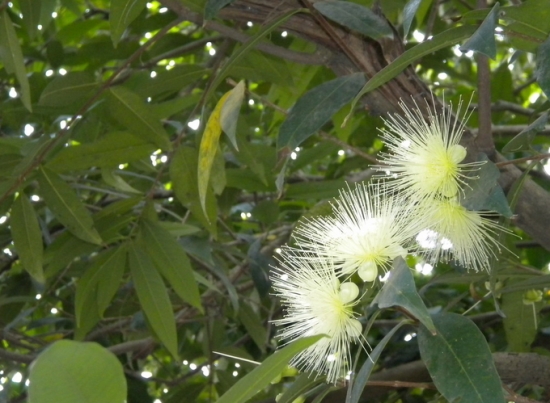 莲雾白花