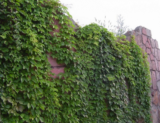 爬山虎 爬山虎