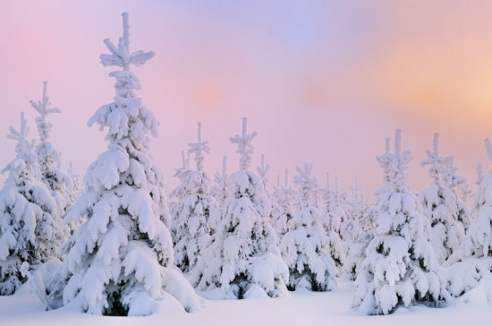 被雪覆盖的雪松