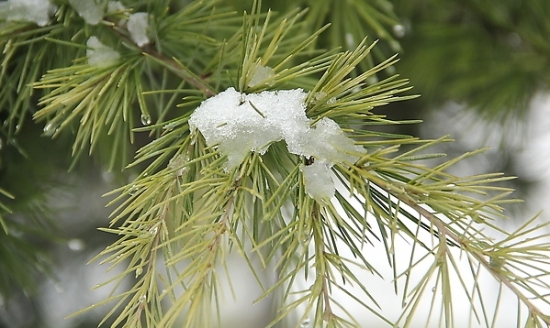 雪松枝条