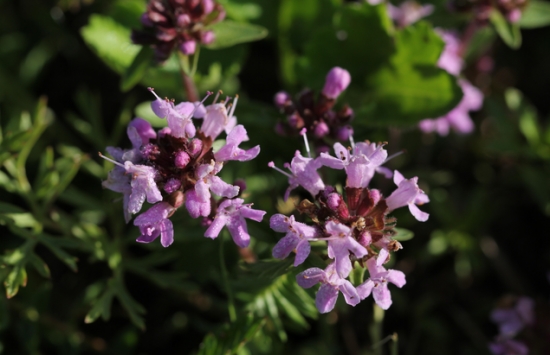 百里香花