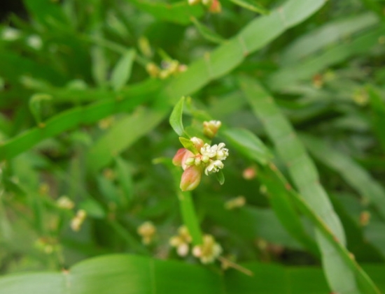 竹节蓼花卉