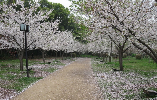 樱花林