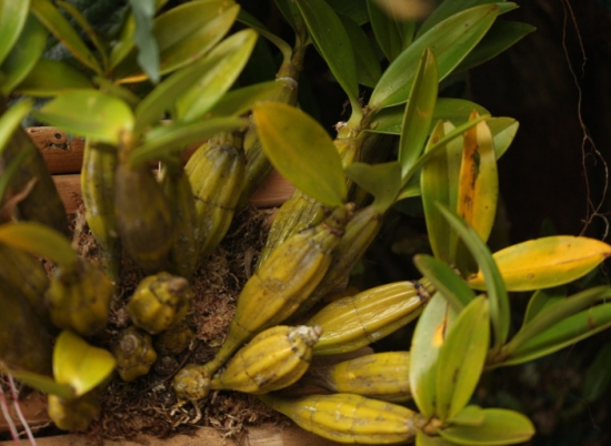 石斛植株