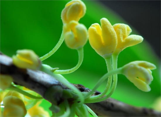 桂花微距