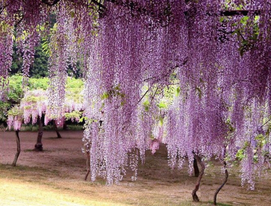 紫藤花