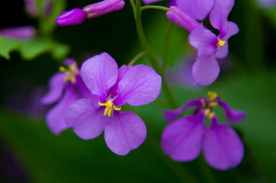 二月兰花 二月兰花