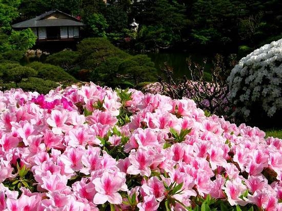 夏鹃爬满山