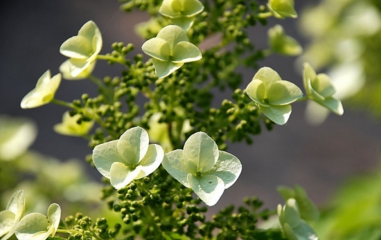 植物的特点 植物的特点