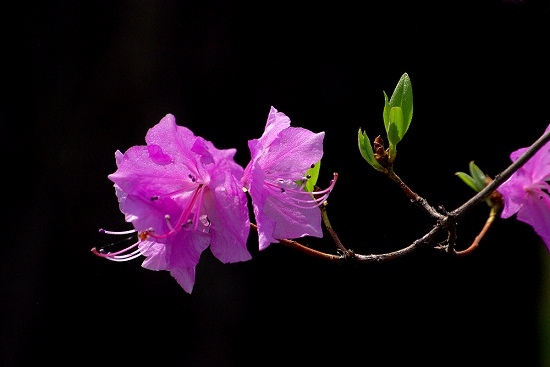 杜鹃花“一枝独秀”
