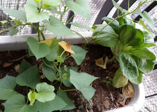 什么泥土可以种菜 什么泥土可以种菜