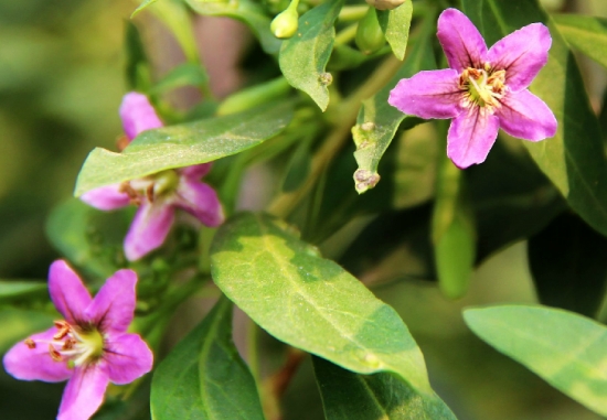 菜用枸杞开花