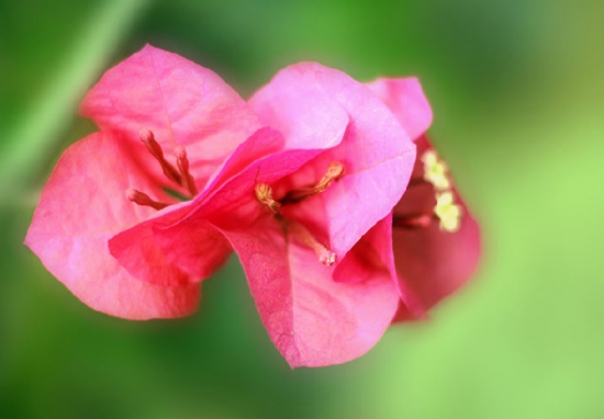 三角梅花后修剪