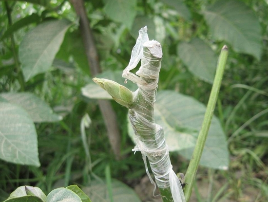 核桃树芽接