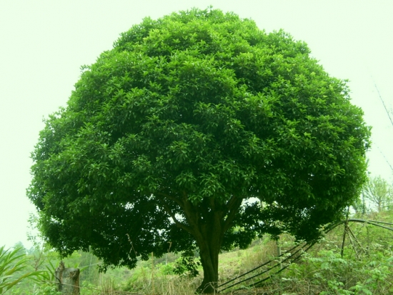 香樟树