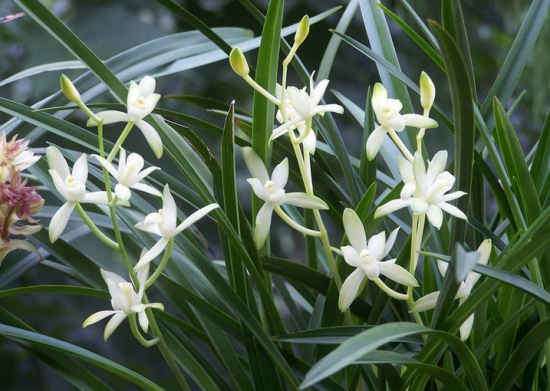 建兰什么时候开花